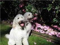 Two panting cream-colored Goldendoodles are sitting next to each other in front of a flower bed that has a lot of pink flowers in it.