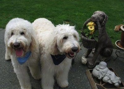 Two cream colored Goldendoodles are standing on a sidewalk. There is a stone dog statue and a buddha statue next to the dogs