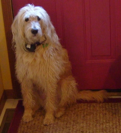 A Goldendoodle is sitting on a rug in front of a red door