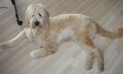 A large cream and tan Goldendoodle is laying on a hardwood floor looking up