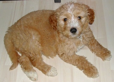 A dark tan with white Goldendoodle puppy is laying on a light colored hardwood floor and looking up