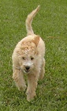 A Goldendoodle puppy is trotting across grass towards the camera.