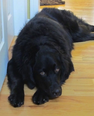 A black Golden Mountain Dog is laying on a hardwood floor in front of a door