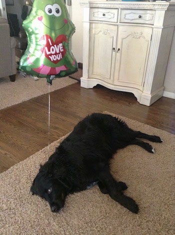 A black Golden Mountain Dog is laying on its side on a tan throw rug. Behind it is a green frog mylar balloon with the words - I Love You - on it
