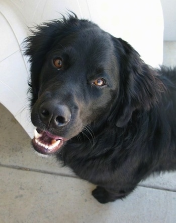 bernese mountain dog all black