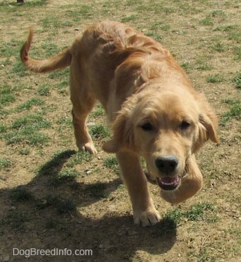 A Golden Retriever puppy is trotting with its head low towards the camera with its mouth open.