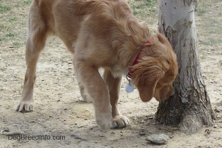 A Golden Retriever puppy is sniffing the base of a tree while standing in dirt.