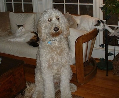 A Goldendoodle is sitting on a hardwood floor in front of a couch that has two cats on it.