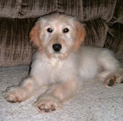 A white and tan colored Goldendoodle puppy is laying in front of a couch