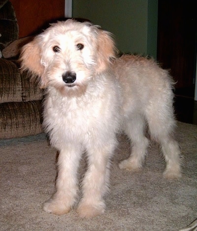 A white and cream Goldendoodle puppy is standing on a carpet.