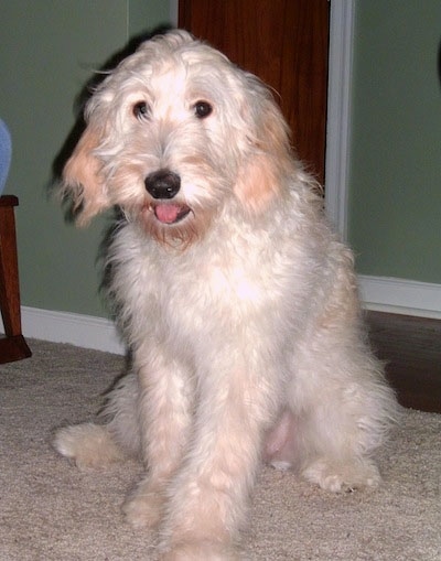 A white and cream colored Goldendoodle puppy is sitting on a carpet in front of a green wall. Its mouth is open and tongue is out
