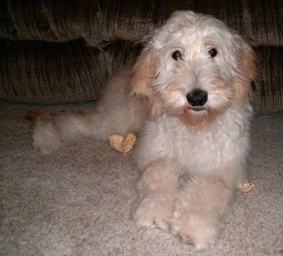 A light colored Goldendoodle puppy is laying in front of a tan couch. There are pieces of a rawhide bone around it