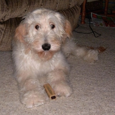 A Goldendoodle puppy is laying in front of a couch. There is a bone chew in between its front paws