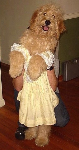 A Goldendoodle is wearing a yellow dress standing on its hind legs with a person holding the dog up