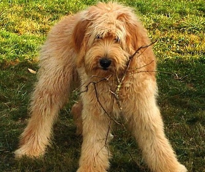 A red Goldendoodle is standing in grass with a stick in its mouth