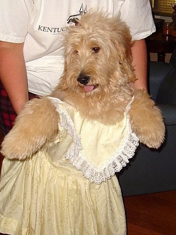 A Goldendoodle is in a yellow dress standing on its hind legs. There is a person holding the dog up.