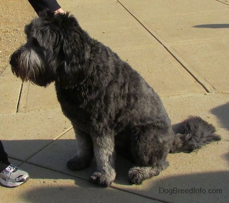 A black and gray Goldendoodle is sitting on concrete being pet by a person