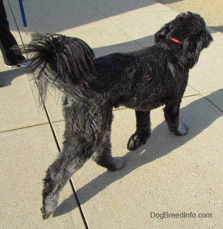 A black and gray Goldendoodle is wearing a red collar trotting across concrete