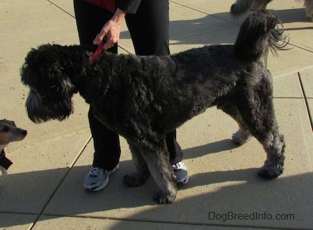 A silver-frosted Goldendoodle is standing in front of a person in black pants. The Goldendoodle is looking down at another smaller dog in front of it