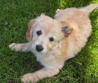 mini poodle and goldendoodle mix