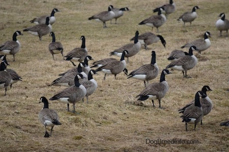 Close Up - A Flock of Geese standing in grass