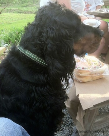 A black and tan Gordon Setter is sitting outside and there are hamburger buns on top of a wooden bench in front of it