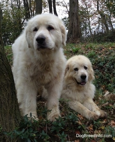 Two Great Pyrenees are next to each other by a tree in the woods. One is sitting the other is laying down.