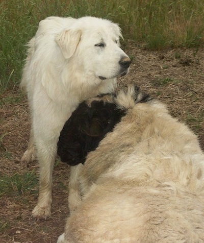 A Great Pyrenees is standing in front of a sheep who has its head up against the chest of the dog.