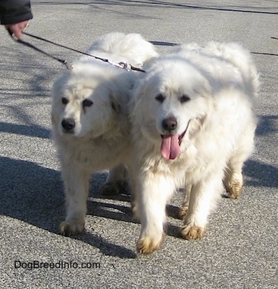 Two Great Pyrenees are walking down the street on a blacktop heeling next to a person who is holding their thin leash.