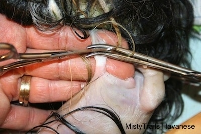 Close Up - Hemostat and Scissors being used to hold onto the placenta