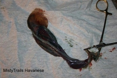 A placenta on a towel