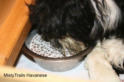 Dam eating milk with kibble out of a bowl