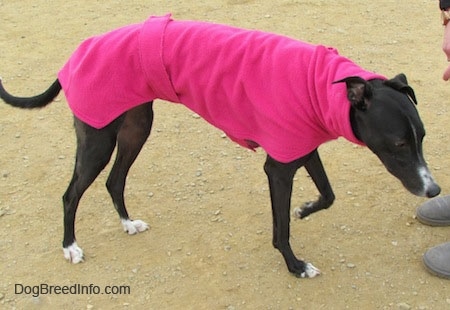A black with white Greyhound is wearing a hot pink jacket. It is walking towards a person with its head down