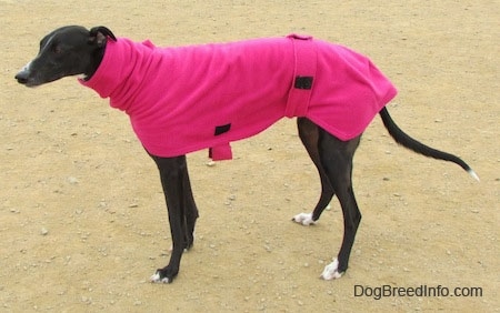 Left Profile - A black with white Greyhound is wearing a hot pink jacket.