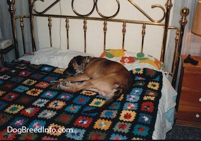 A brown dog curled up sleeping on a human's bed