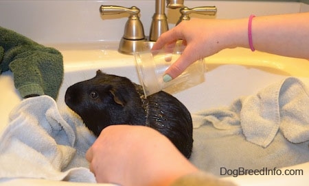 A person is pouring water on the back of a black guinea pig and the guinea pig is looking to the left.