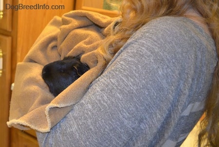 A guinea pig is wrapped in a towel and it is in the comfort of a persons arms.