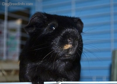Close up front view head shot - A black guinea pig is standing on a cage door and it is looking forward.