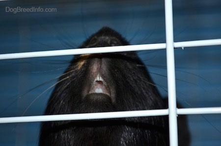 Close up - The open mouth of a guinea pig inside of a cage.