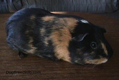 Pictures of Keeping Guinea Pigs as Pets, 3