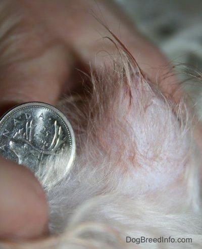 Canadian coin next to a swollen dog's vulva