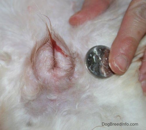 Canadian coin next to a swollen dog vulva