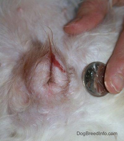 A human finger holding a Canadian coin next to a swollen dog vulva