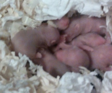 A batch of bald, pink newborn hamster pups.
