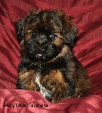 A black and brown with white Havanese puppy is sitting on a red backdrop. Its mouth is open and tongue is out