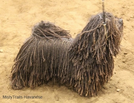 Right Profile - A Corded Havanese is standing in sand and looking up