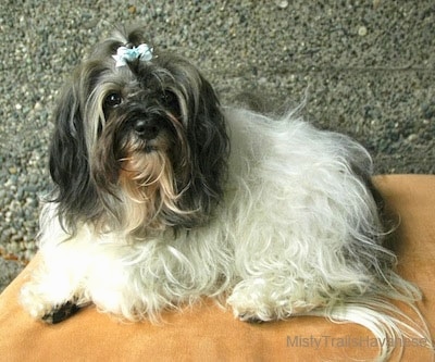 A white with black Havanese wearing a bow in its top knot is laying on a brown pillow on a table looking up.