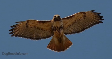 Red-tailed Hawk in flight showing off its nice wing span