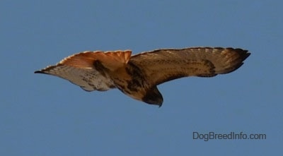 Red-tailed Hawk in flight, back-side view