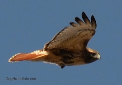 Right Profile - Red-tailed Hawk in flight
